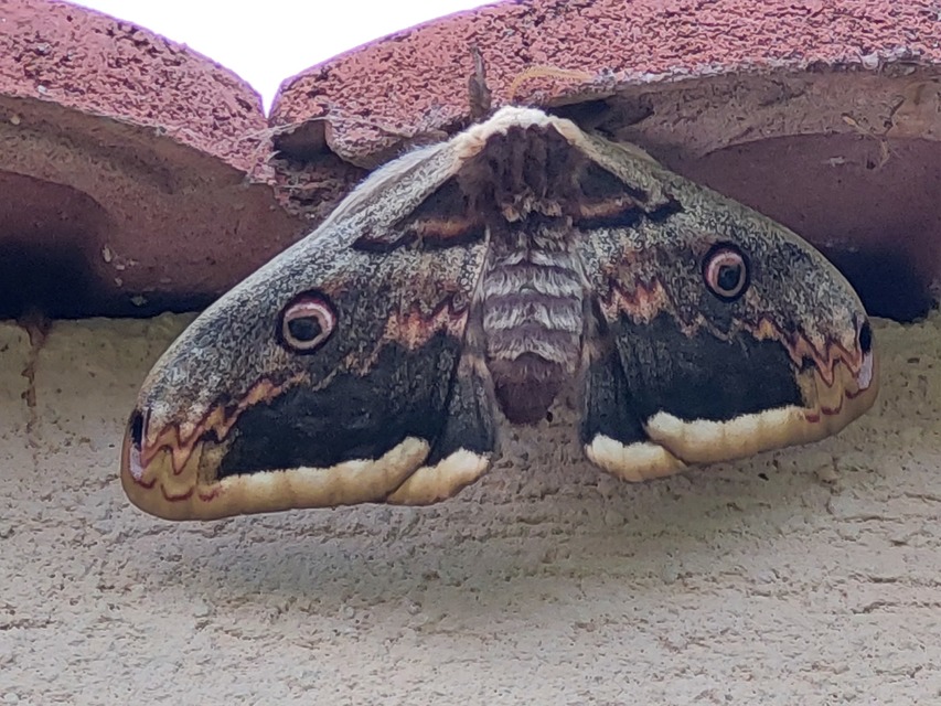 Saturnia pyri - nagy pávaszem