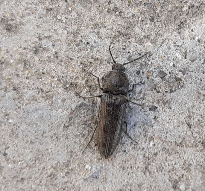Elateridae - pattanóbogárfélék