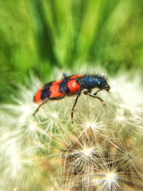 Trichodes favarius - hatfoltos méhészbogár
