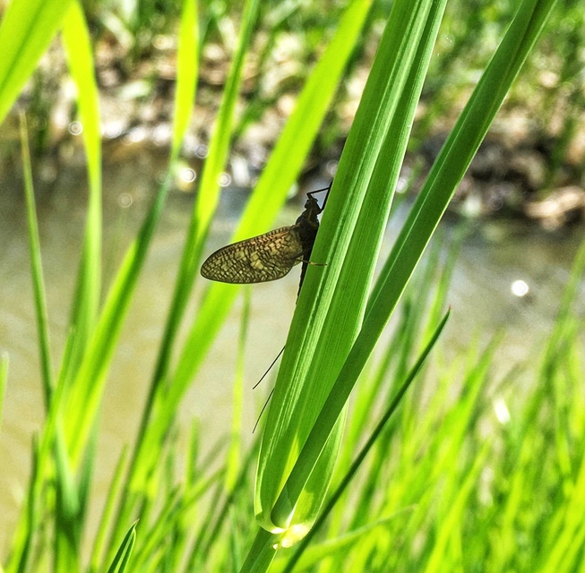Ephemeroptera - Kérészek