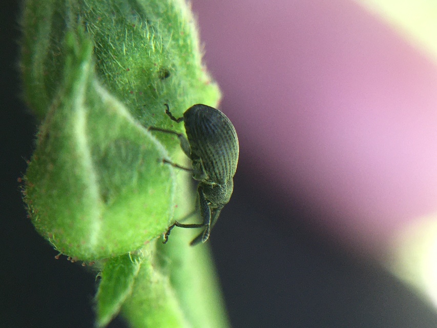 Anthonomus rubi - szamóca-bimbólikasztó