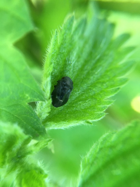 Penthimia nigra - fekete kabóca