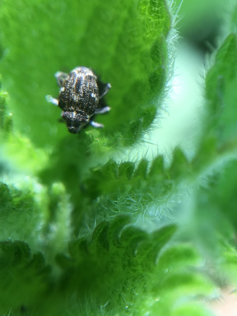 Nedyus quadrimaculatus - közönséges csalánormányos