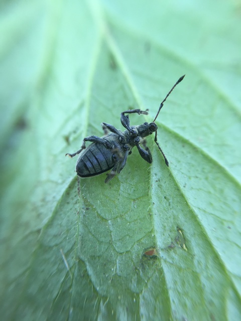 Phyllobius pomaceus - csalán-levélormányos