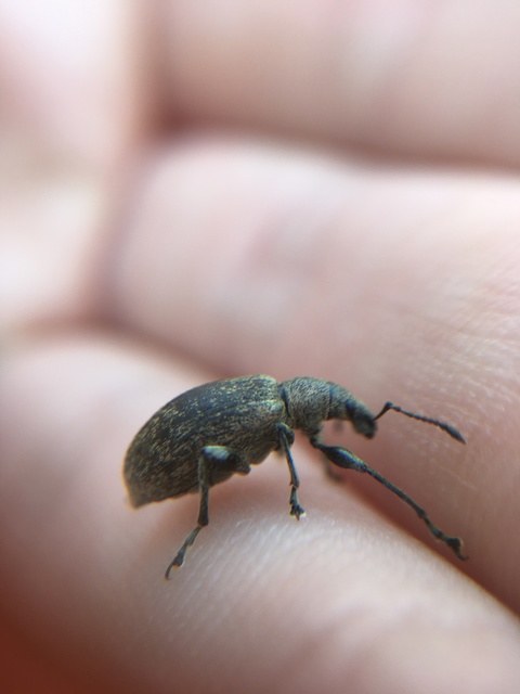 Phyllobius pomaceus - csalán-levélormányos