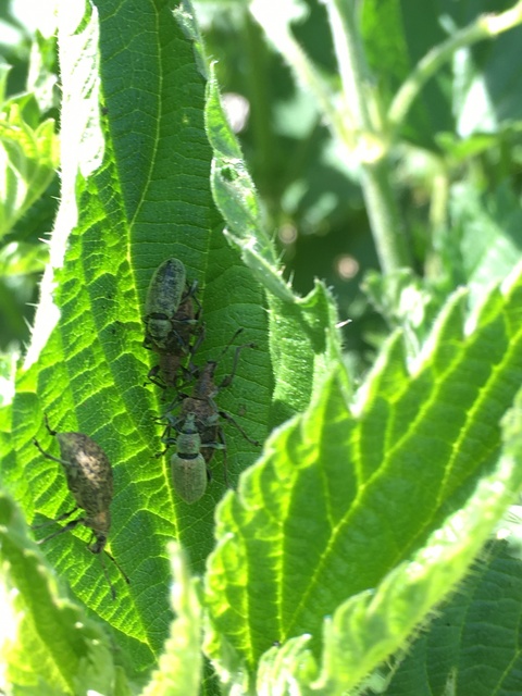 Phyllobius pomaceus - csalán-levélormányos