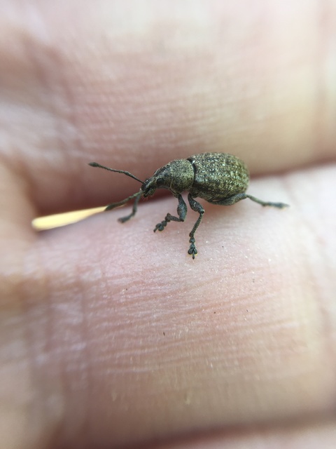 Liophloeus