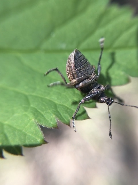 Liophloeus