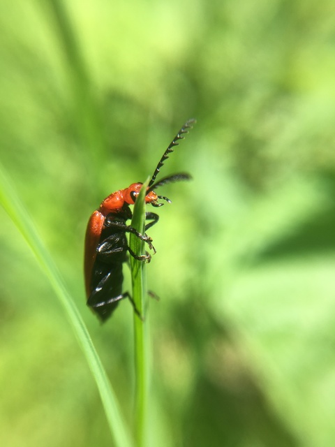 Pyrochroa serraticornis - közép-bíborbogár