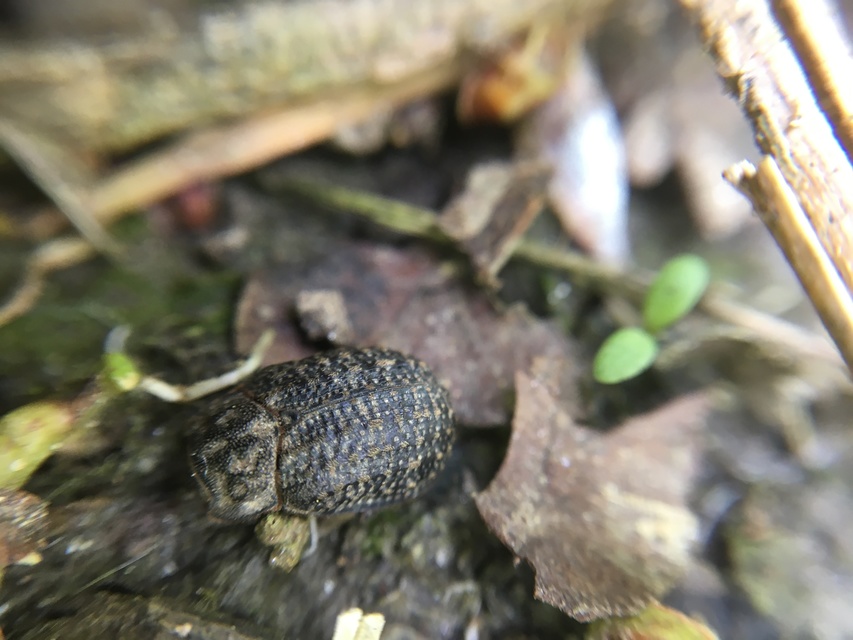 Trox sabulosus - közönséges irhabogár