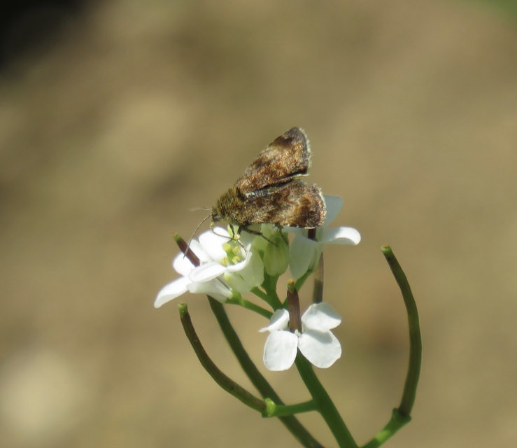 Panemeria tenebrata - apró sárgabagoly