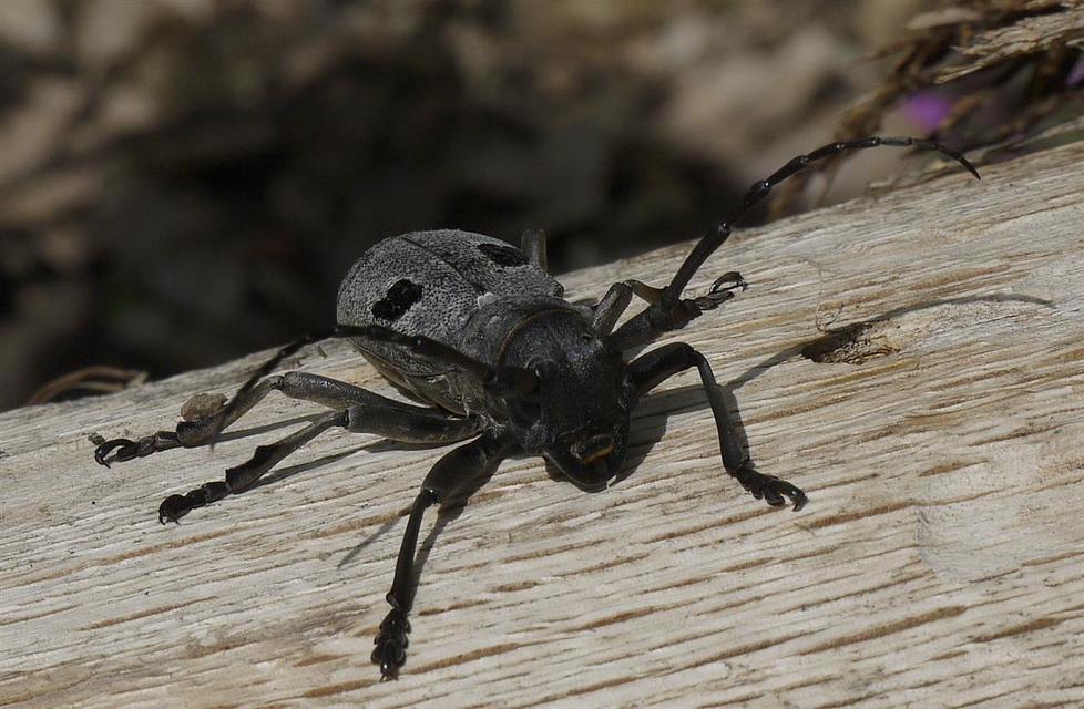 Morimus asper funereus - gyászcincér