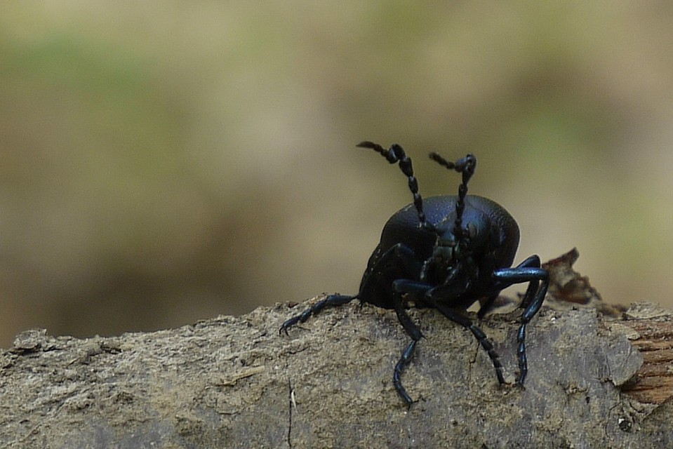 Meloe violaceus - kék nünüke