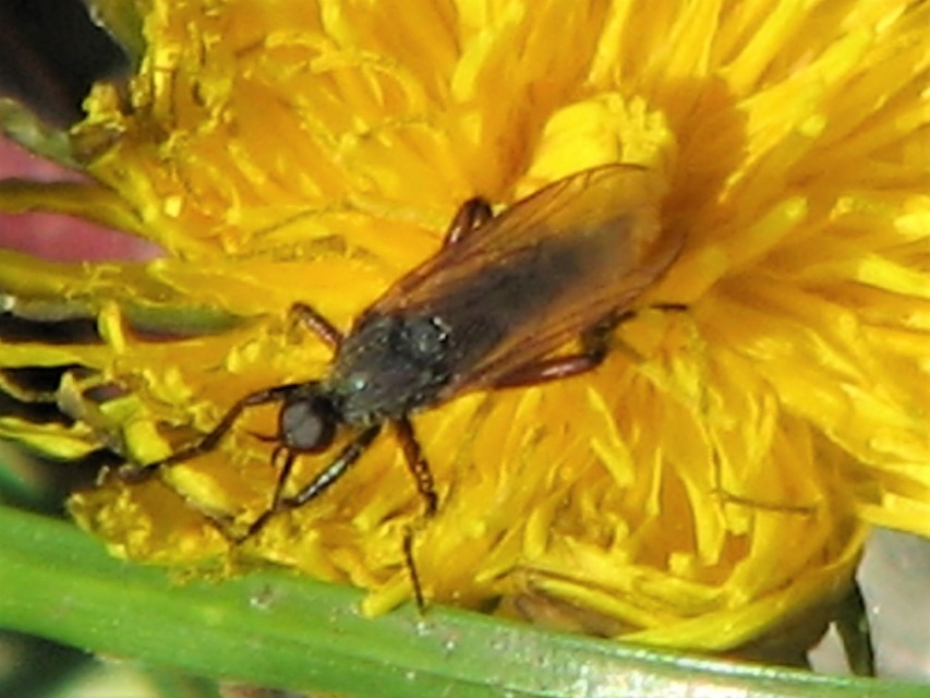 Empididae - táncoslegyek