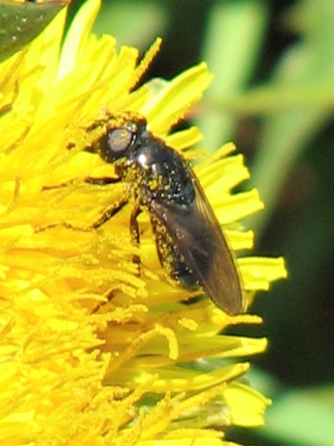 Cheilosia
