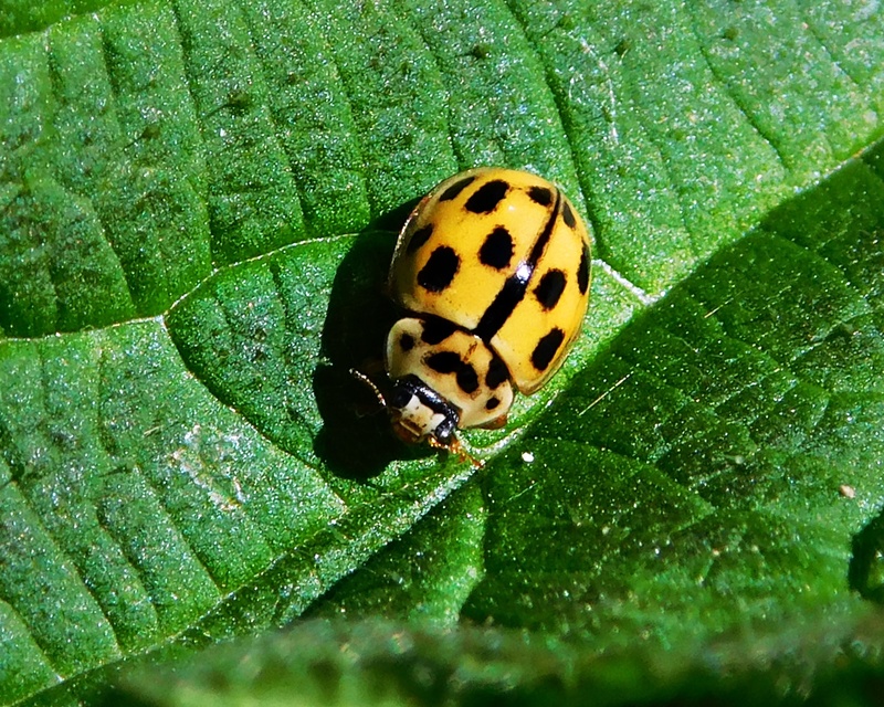 Propylea quatuordecimpunctata - tizennégypettyes füsskata