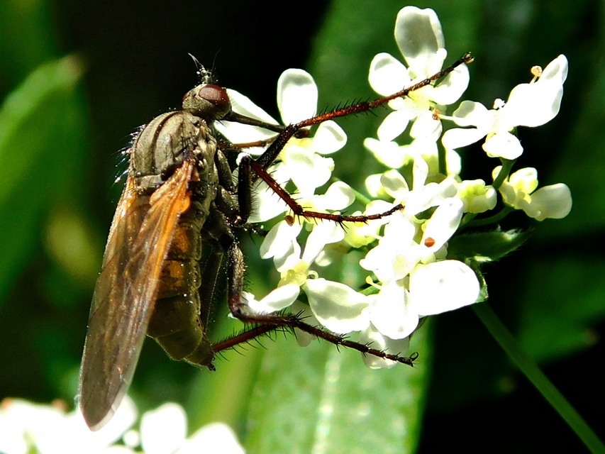 Empididae - táncoslegyek