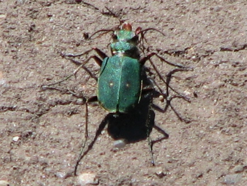 Cicindela campestris - mezei homokfutrinka