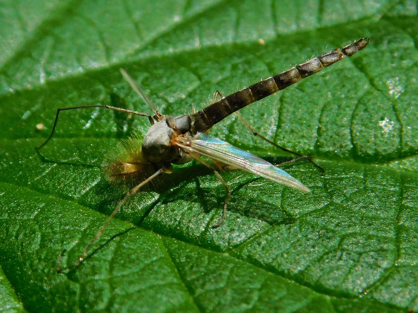 Chironominae