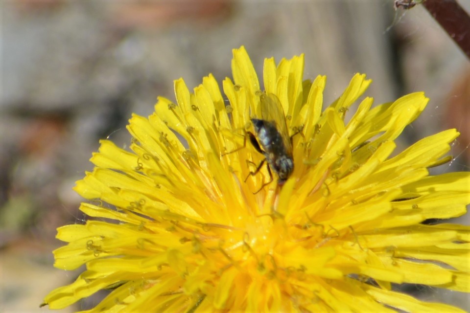 Empididae - táncoslegyek