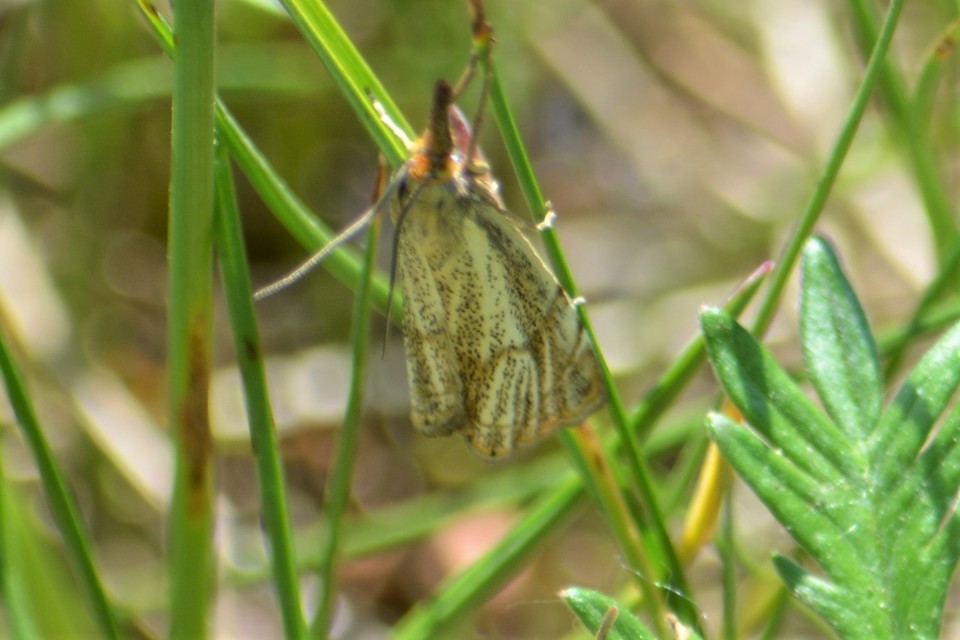 Thisanotia chrysonuchella - tavaszi fűgyökérmoly