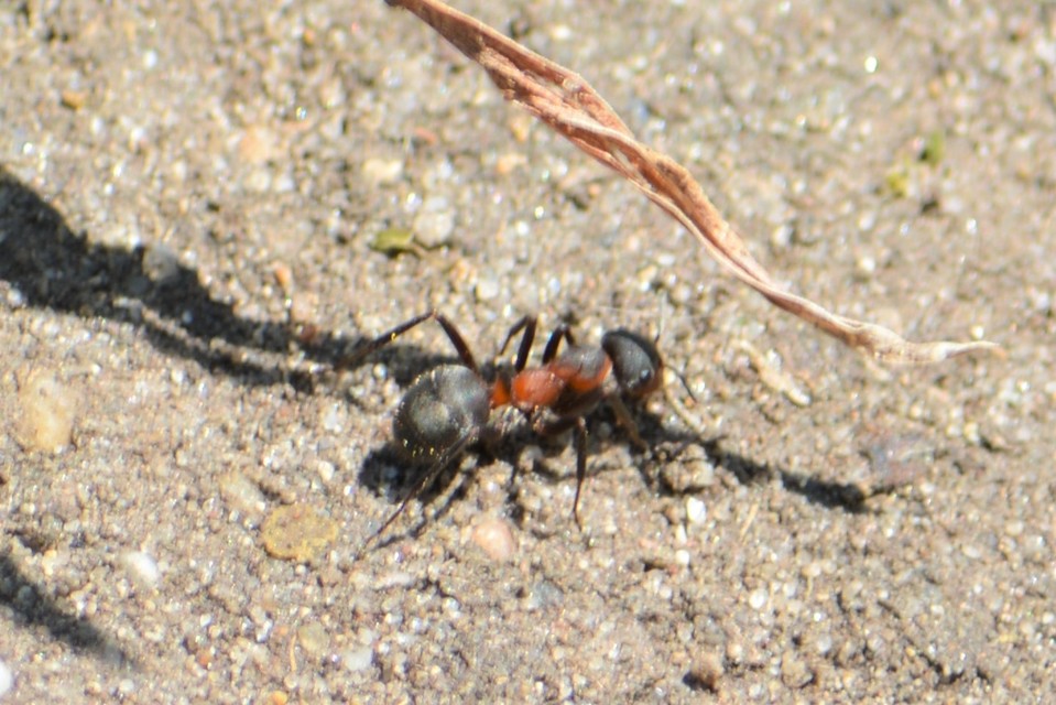 Formica pratensis - réti vöröshangya