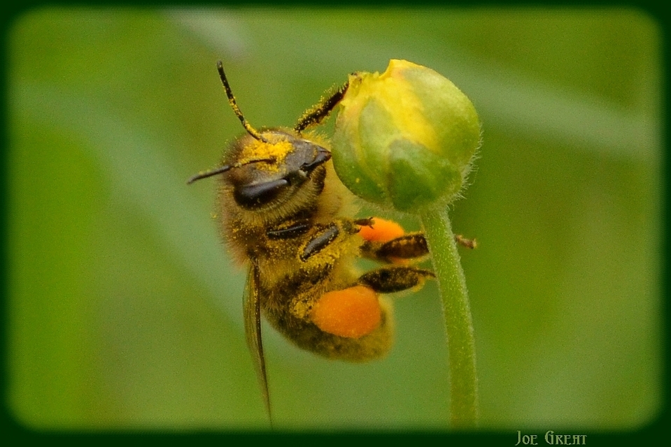 Hymenoptera - Hártyásszárnyúak