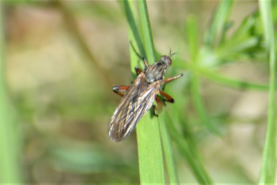 Empididae - táncoslegyek
