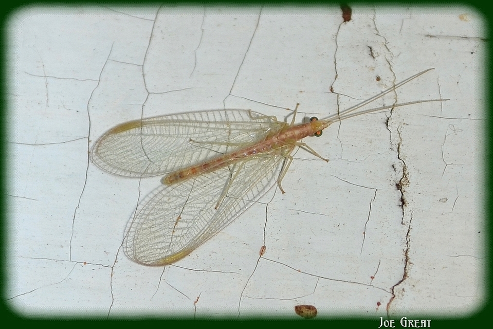 Chrysopidae - zöldfátyolkák