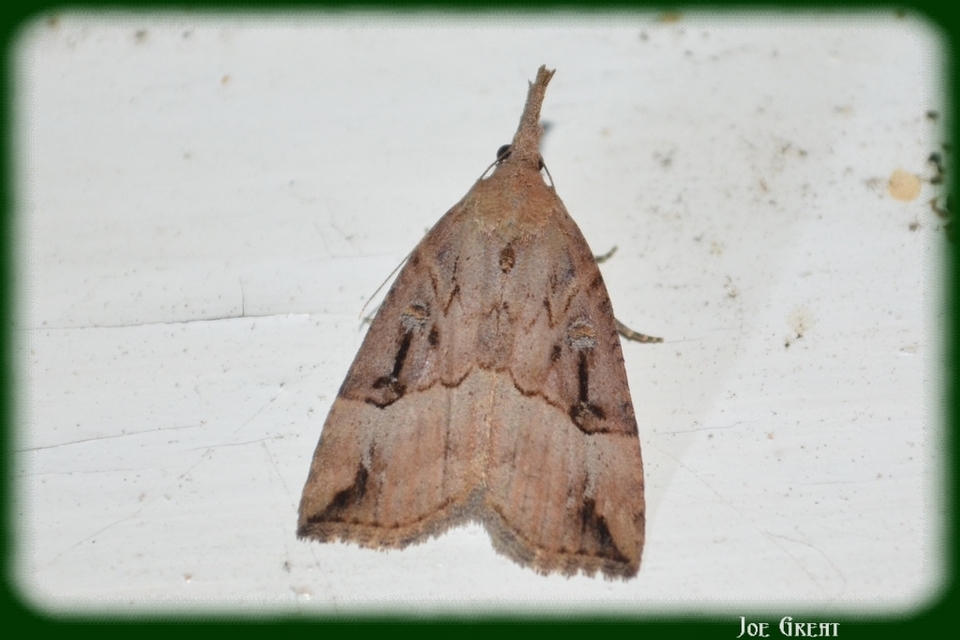 Hypena rostralis - közönséges karcsúbagoly
