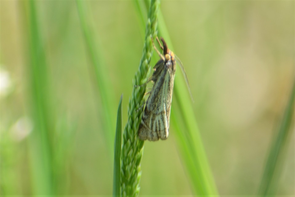 Thisanotia chrysonuchella - tavaszi fűgyökérmoly
