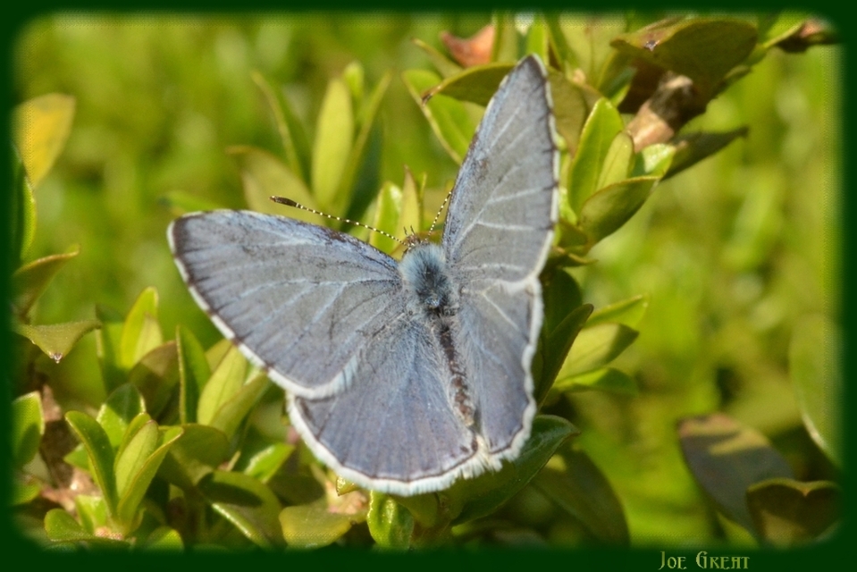 Celastrina argiolus - bengeboglárka