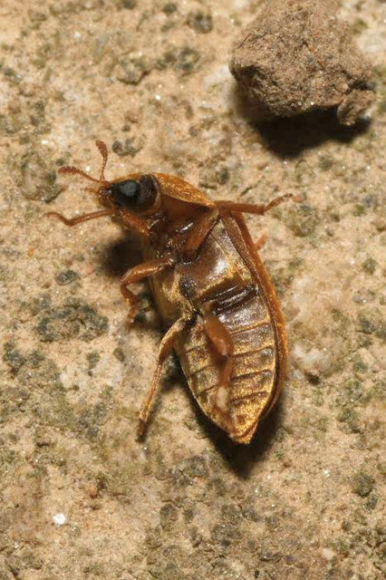 Byturus ochraceus - gyömbérgyökérbogár