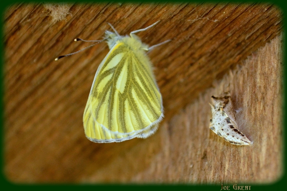 Pieris napi - repcelepke