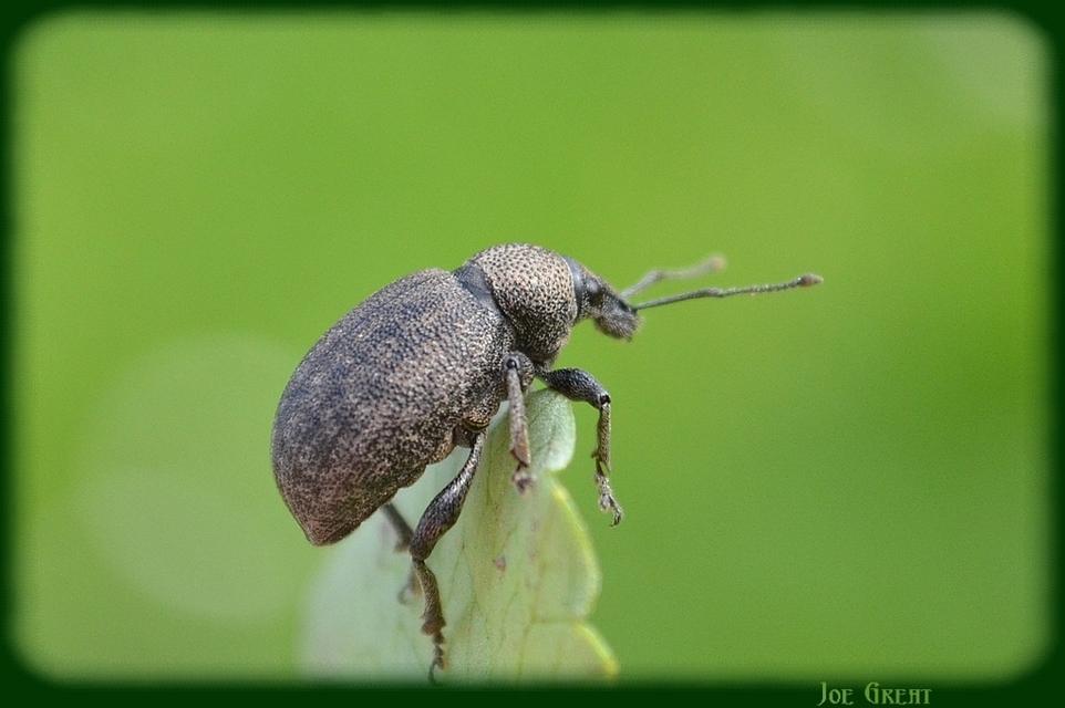 Otiorhynchus ligustici - vincellér-gyalogormányos