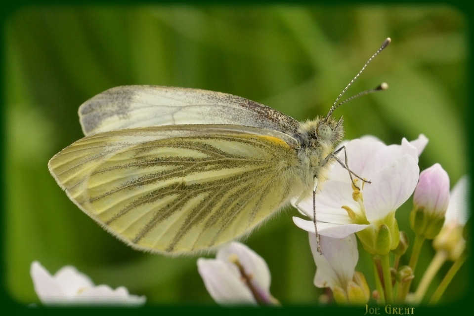 Pieris napi - repcelepke