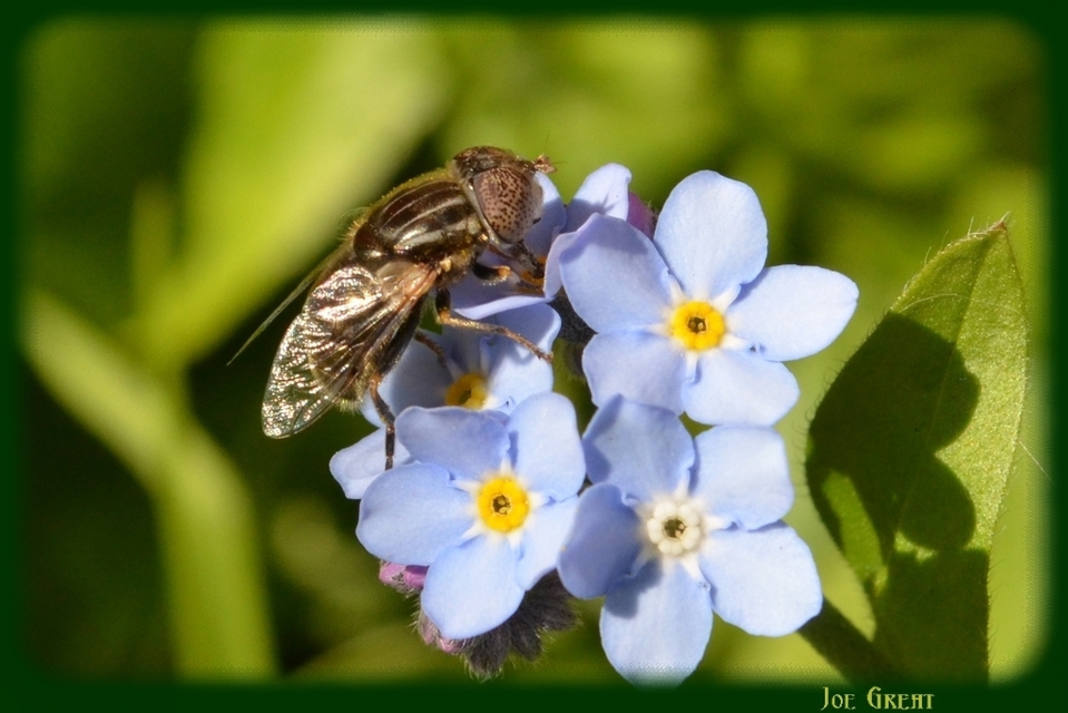Eristalinus aeneus - bronzos foltosszeműlégy