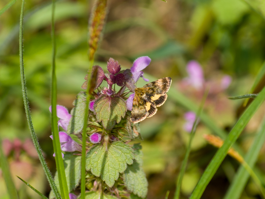 Panemeria tenebrata - apró sárgabagoly