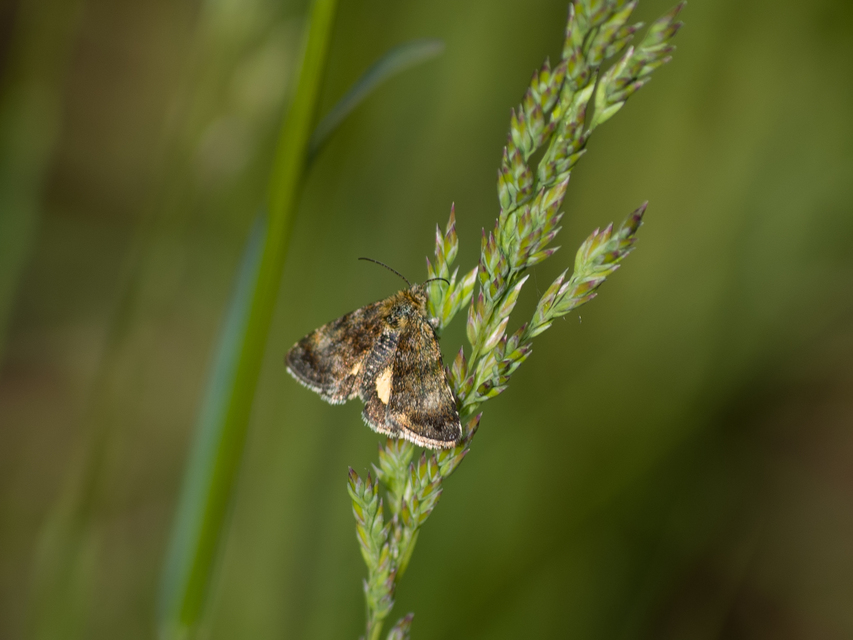 Panemeria tenebrata - apró sárgabagoly