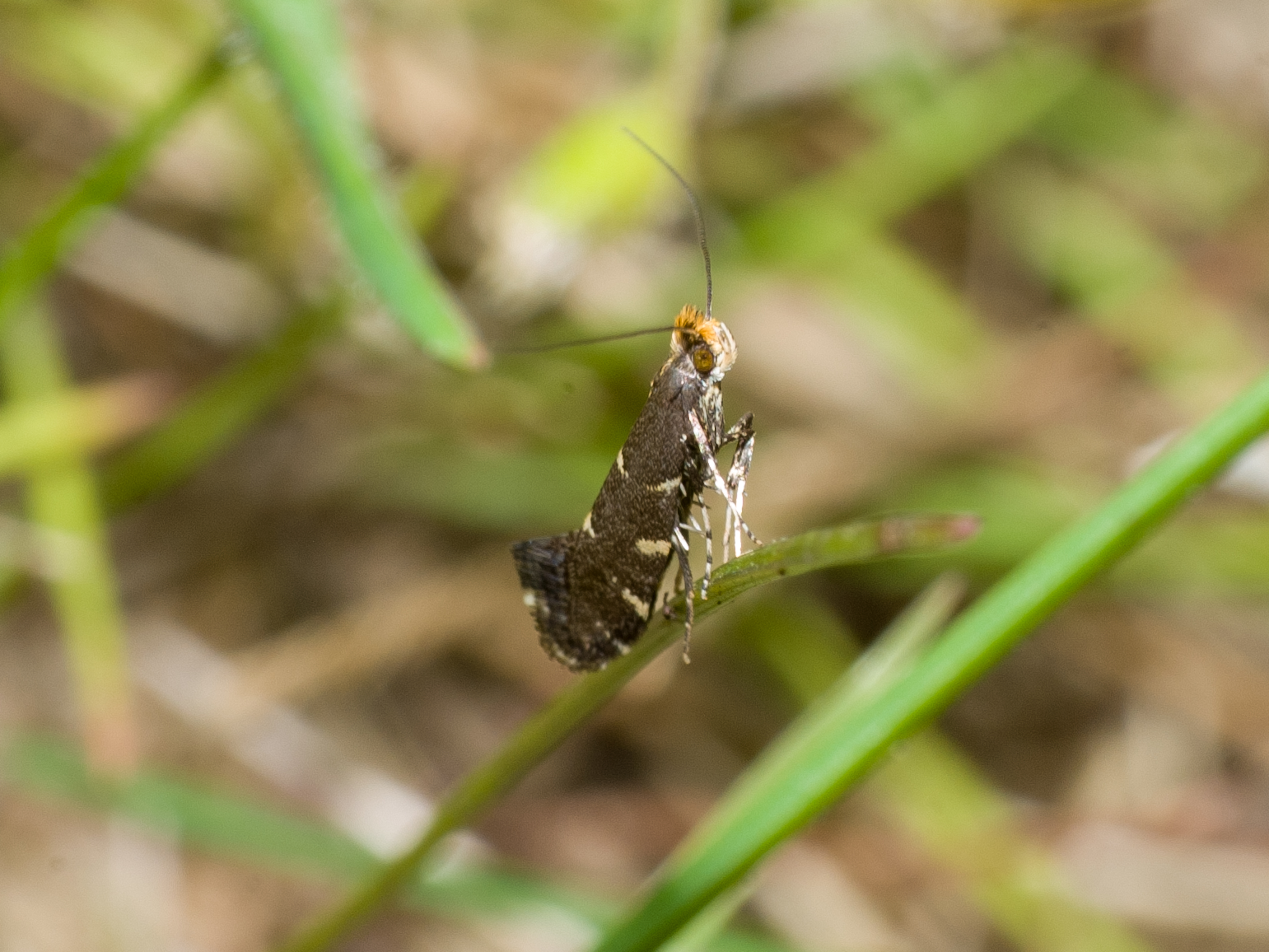 Callisto denticulella - almalevél-hólyagosmoly