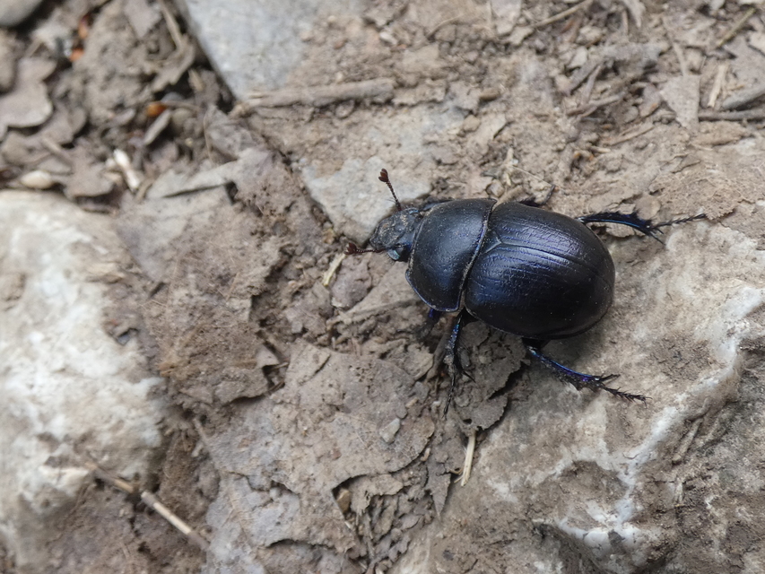 Anoplotrupes stercorosus - erdei álganéjtúró