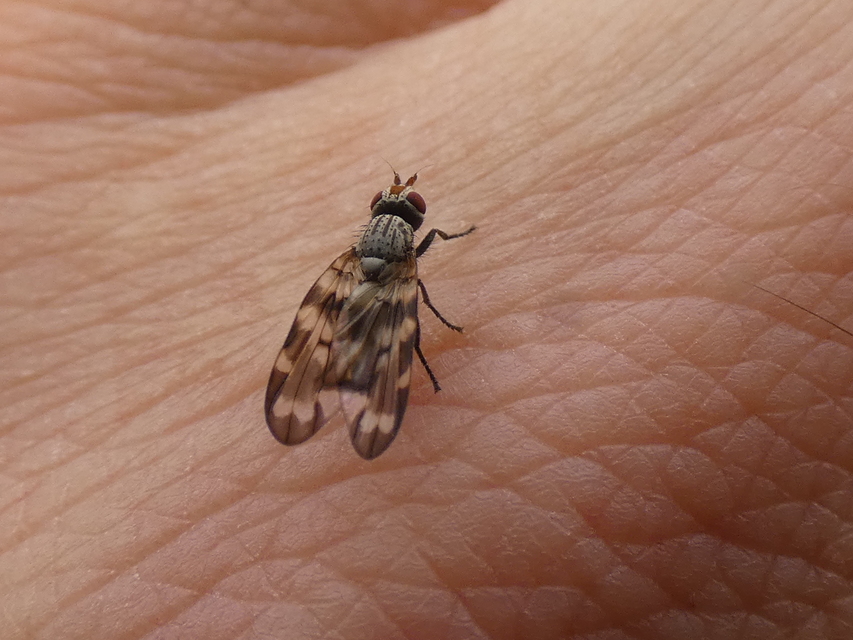 Otites centralis/guttata