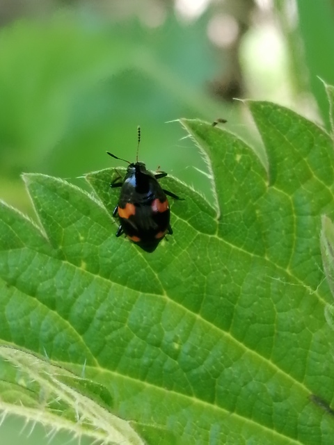 Scaphidium quadrimaculatum - négyfoltos sajkabogár