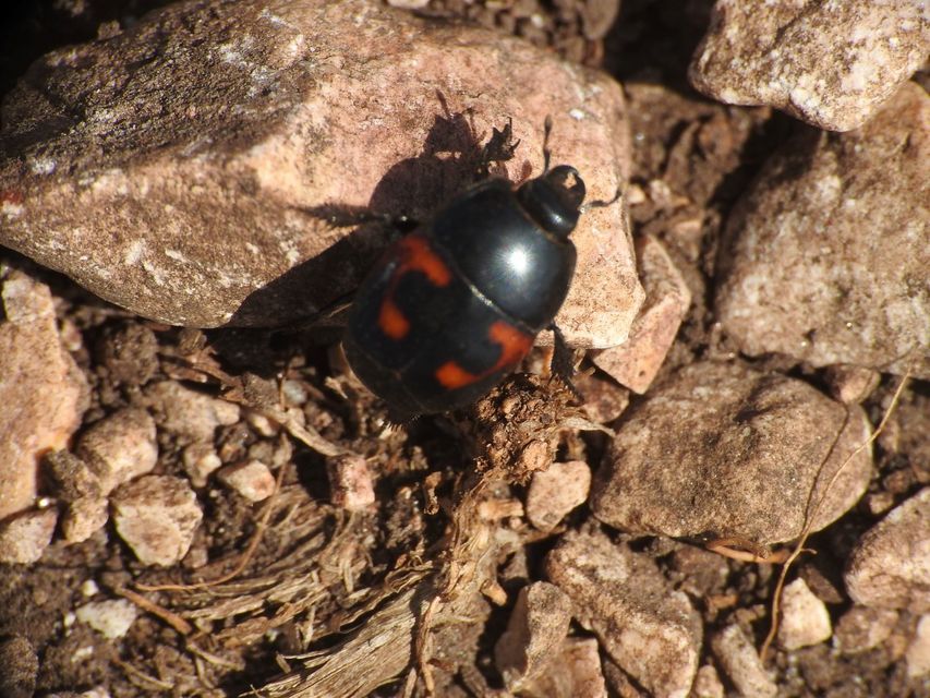Hister quadrimaculatus - közönséges sutabogár