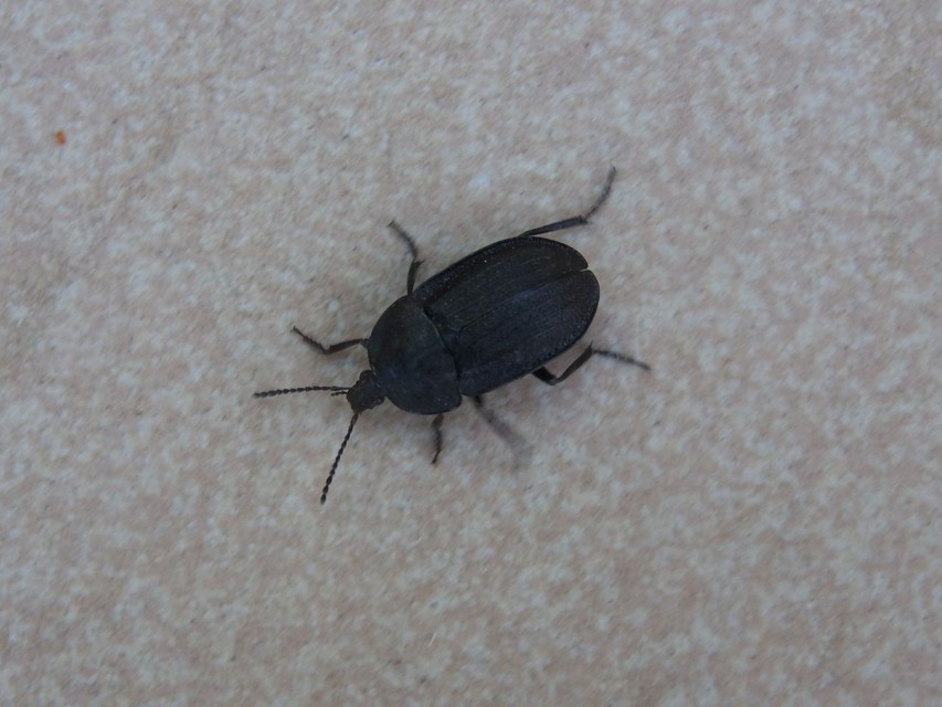 Phosphuga atrata - bordás csigarabló