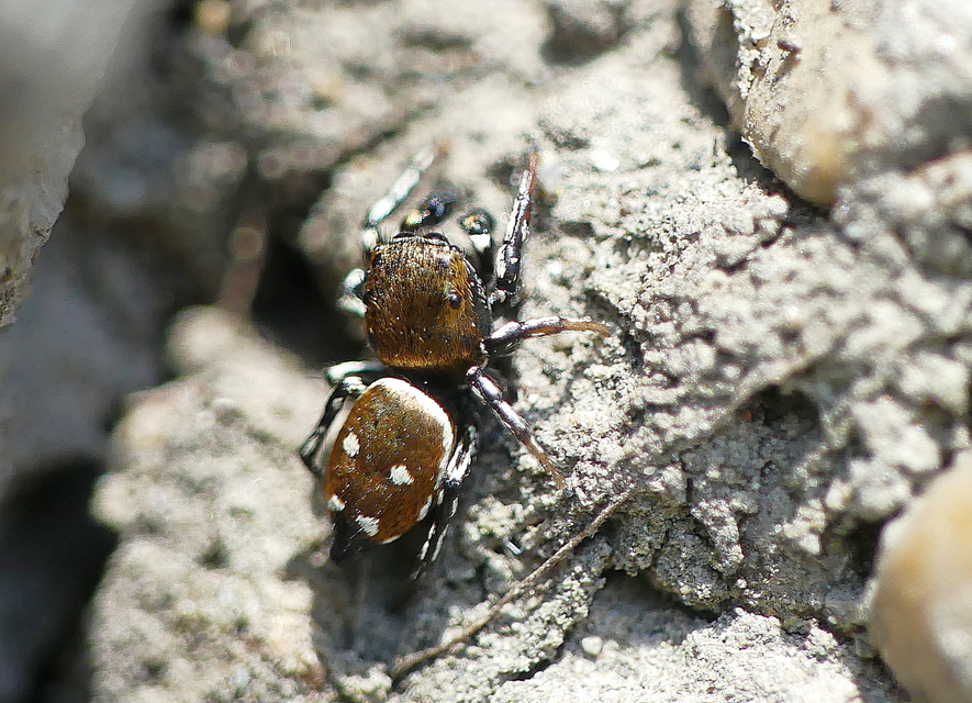 Heliophanus kochii - négypettyes ugrópók