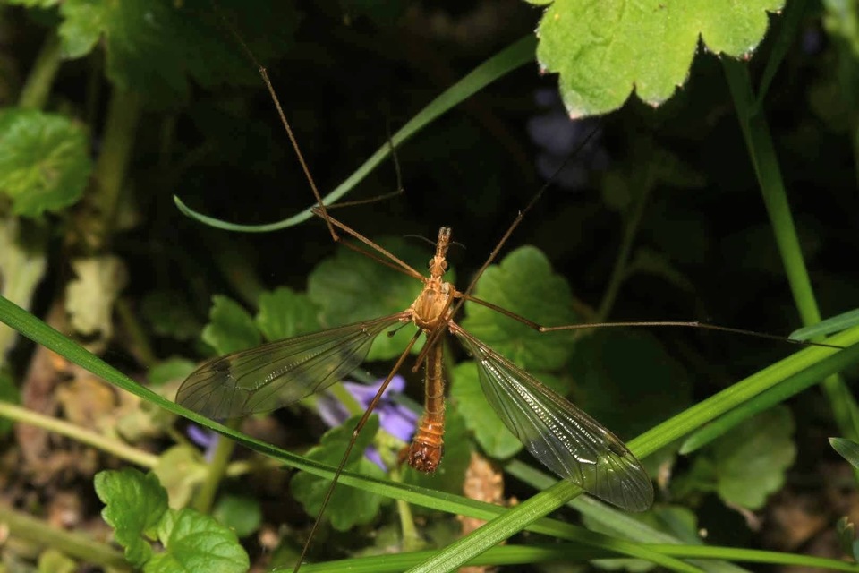 Tipula lunata