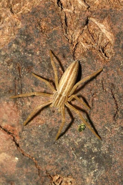 Tibellus
