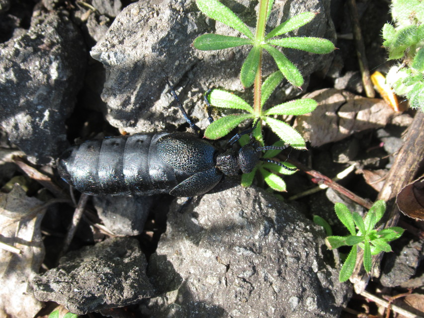 Meloe cicatricosus - óriásnünüke