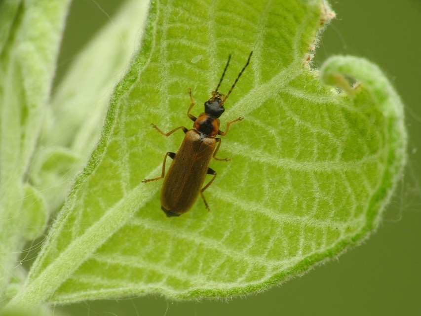 Rhagonycha nigriventris - feketecombú lágybogár Rhagonycha nigriventris - feketecombú lágybogár